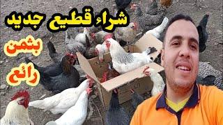 شريت  دجاج خليط السلالات و دجاج الفيومي بثمن رائع