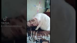 #мяу #кошка #снежка #славаукраїні