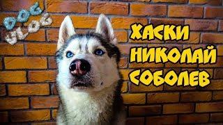 DOGVLOG: ХАСКИ НИКОЛАЙ СОБОЛЕВ. Говорящая собака