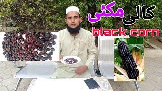 black corn kali makki available in pakistan