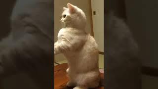 funny Cat #shorts