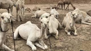 Beautiful White camel | Qurbani k ount | camel qurbani | sohrab goth camel Mandi 2021