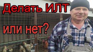 Вакцинировать или нет ИЛТ? | Как утилизировать падшую птицу?