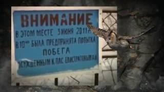 ХАРП  Полярная сова