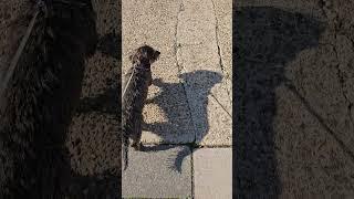 MyFunnyShadow #dog #doglife #dogwalk #shadow #timetogether #funny #dachshund #sausagedog #adventure