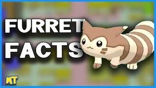 Top 5 Facts About Furret You Likely Didn't Know (Pokémon Facts) | Master Trainer