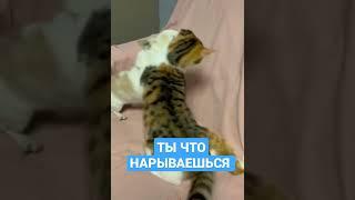 кошки мишки