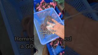 Buying Slime Eels