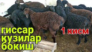 Хисори кузилар бокиш усули | Куй бокиш сирлари | 1 кисм    | Гиссар козулар багуу | Абдуллох Атабаев