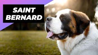 Saint Bernard  One Of The Laziest Dog Breeds In The World #shorts