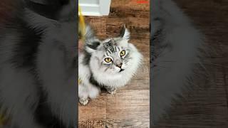 One of Them Did It… Who Started It? #mainecoon #catshorts #kitchen #funnycats #catvideo #catshorts