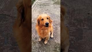 When Cats and Dogs Unite: Adorable Friendship Moments
