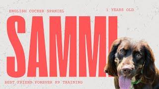 Sammi-1 Year Old-English Cocker Spaniel-Best Friend Forever K9 Training