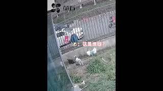 老人能有什么坏心思，她只是想狗狗狗有个更好的家#狗狗 #狗狗的心思都写在脸上了 #治愈系 #狗狗故事 #画一个故事 （视频素材源自于@- 吐个泡泡 ）