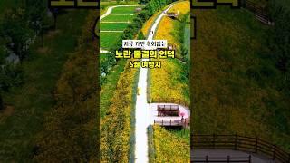 지금 가면 볼 수 있는 노랗게 핀 금계국의 환상적인 풍경, 실시간 경상남도 함안 악양생태공원  #금계국 #6월여행지추천  #6월가볼만한곳 #금계국 #함안 #함안악양생태공원