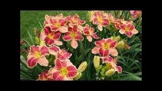 Лилейники. Daylily, Hemerocallis. Сергей Чекалин. Very beautiful music.