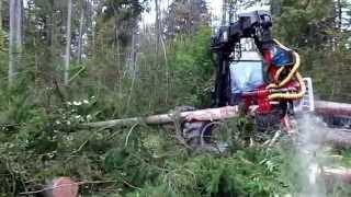 Baumfällung / Rodungsarbeiten mit Valmet Harvester /// Tree felling with Valmet Harvester Harvester