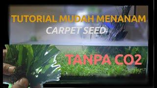 Tutorial Cara Mudah Menanam Carpet Seed aquascape Tanpa CO2 #1