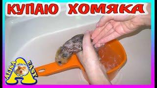 ХОМЯК С ПОМОЙКИ ИЗЮМЧИК - КУПАЮ / СПАСЕНИЕ ХОМЯКА / Alisa Easy Pets