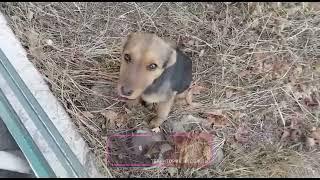 Забрали с улицы раненого щеночка в приют Кот и Пёс.