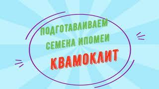 Ипомея  квамоклит . Подготавливаем семена.