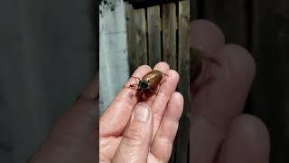 First of the season. Maybug/ Doodlebug/ Cockchafer.
