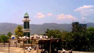 pakistani pigeons in islamabad