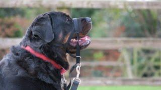 Teea - Rottweiler - 4 Week Residential Dog Training at Adolescent Dogs