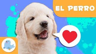 EL PERRO  Animales para niños  Episodio 15