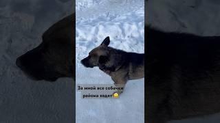 Собака друг человека #shortvideo #shortsvideo #shorts #dog #собака #якутия #live #россия