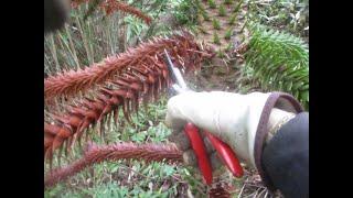 How to prune a Monkey Puzzle tree