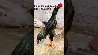 Black o shamos chicks available ||0301-4558848 #03014558848 #samisattipigeonclubrwpandisb #ihsan