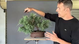 Juniper Bonsai Development