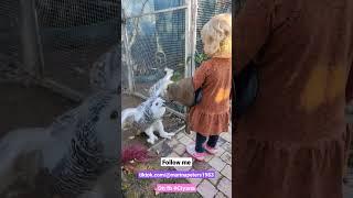 Ciyana feeding Snowy.  #owl #fpryoupage  #bird #child #fyp #petlover #animal #followme #foryou #fun