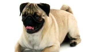 Pug | Dogs 101