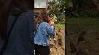 “The Joy of Feeding Monkeys in North Cotabato”