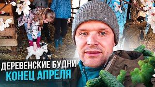 Деревенские будни. Первые огурцы. Большой выпуск.