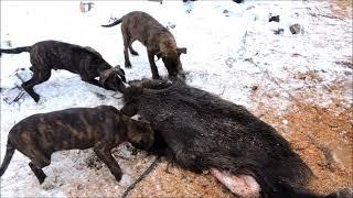 alano espanol pups and boar's skin