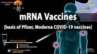 RNA Vaccines (mRNA Vaccine) - Basis of Pfizer and Moderna COVID-19 vaccines, Animation