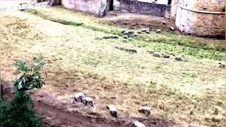 ОХОТА НА ОВЕЦ     SHEEP  HUNTING 