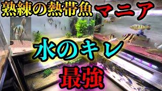 水のキレ大定評！！圧倒的凄腕飼育マニア　ナリケン水槽『アルタムエンゼル』『コリドラス』『デルヘッジ』『アメシク』『アフシク』『キクラ』ブラックアロワナ』大型魚〜中型魚　満載　アクアリウム