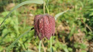 Szachownica kostkowata Fritillaria meleagris to najpiękniejszy polski kwiat