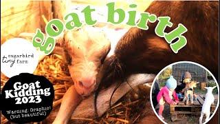 Rosie's Birth. 3rd Goat Birth of 2023. Warning: Graphic.