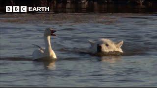 Cheeky Ducks Trick Wolves | Animal Babies | BBC Earth Kids