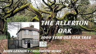 The Allerton oak a 1000 year old oak tree in calderstones park Liverpool