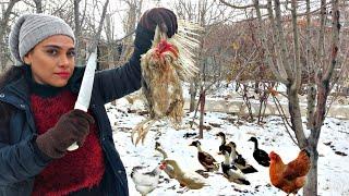 Slaughtering a chicken by an Iranian girl/Rural life routine