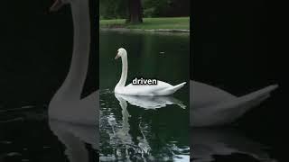 Buddha and the Swan: A Tale of Compassion #buddha #buddhiststory  #divineinspiration#motivation