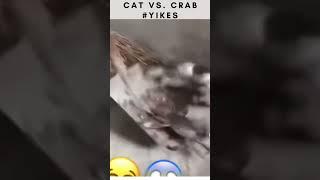 Cat Vs  Crab #yikes