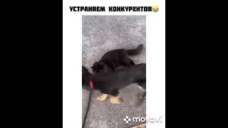 СОБАКА ДУШИТ КОТА|DOG PUSH THE CAT