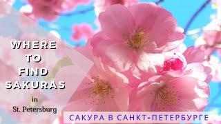 Where to Find Sakura (Cherry Blossoms) in St Petersburg | Где Найти Сакура в Санкт-Петербурге